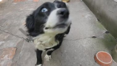 Eşsiz heterokromi gözleri olan siyah beyaz bir köpek arka bahçedeki bir zincire bağlıdır. Enerjik köpek kuyruğunu sallar, neşeli bir şekilde havlar ve kameraya doğru zıplar..