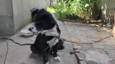 Bir zincire bağlı enerjik, siyah ve beyaz bir köpek arka planda bir köpek kulübesi ile arka bahçesinde havlar ve heyecanla zıplar..