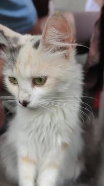 Üzgün ve yalnız bir evsizin dikey videosu. Güzel yeşil gözlü tüylü yavru kedi sabırla oturur ve düşünceli bir ifadeyle etrafına bakar. Dokunaklı bir hayvan kurtarma sahnesi