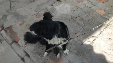 Taş basamaklarda oturan heterokromisi olan siyah beyaz bir köpeğin yukarıdan görünüşü. Tasmalı evcil hayvan, eşsiz mavi gözünü ve tüylü kuyruğunu gösteren kameraya merakla bakıyor..