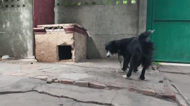 Bir zincire bağlı, farklı renkte gözlere sahip yerli bir bekçi köpeği, ayağa kalkıp kırsal bir arka bahçedeki ahşap kulübesinde yürüyor, tüylü kuyruğunu sallıyor ve etrafa bakıyor..