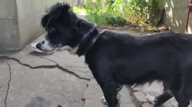 Bir gözü mavi olan siyah ve beyaz evcil bir köpek bir avluda zincirli duruyor ve merakla etrafına bakıyor. Sadık bekçi evcil hayvan, dışarıdaki yemek kasesinin yanında tetikte bekliyor..