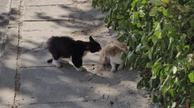 Yukarıdan bakıldığında, siyah bir kedi ile yeşil çalıların yanındaki kaldırımda duran kızıl bir rakip arasındaki gerilimli bölge soğukluğunu yakalıyor ve iki başıboş erkek arasında anlaşmazlık büyüyor..