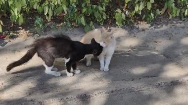 Kemerli sırtlı ve tüylü siyah bir kedi, caddede yaşanan gergin bölge tartışması sırasında kızgın bir kediye saldırır. Açık çatışma ve yakın dövüş belirtileri gösterir..