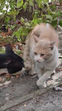 Dikey video iki sokak kedisi arasındaki gerginliği yakalıyor. Siyah-beyaz bir kedi yaklaşırken kızıl bir kedi savunmaya geçer. Evsiz hayvanlar arasındaki bölgesel anlaşmazlığı vurgular..