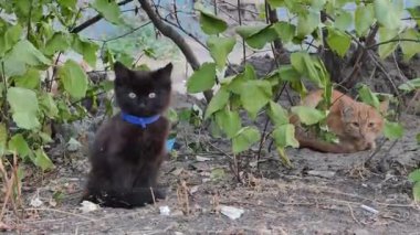 Mavi yakalı tüylü siyah bir sokak kedisi, arkasında kızıl evsiz bir kedi yatarken ön planda oturuyor. Sahipsiz iki hayvan birlikte yeşil bitkilerle dolu bir bahçede barınak buldular..