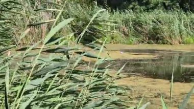 Sallanan yeşil kamışların ardından sakin bir manzara, güneşli bir günde uçup gitmeden önce arka planda kısa bir süre tünemiş küçük bir kuşun bulunduğu alglerle kaplı bataklık bir göleti ortaya çıkarır..