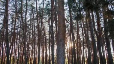 Yoğun bir çam ormanının sakin, durgun bir görüntüsü. Parlak güneş, uzun ağaç gövdeleri arasında parlıyor. Güzel mercekler parlıyor ve gün batımında manzarayı gökyüzüne yansıtıyor..