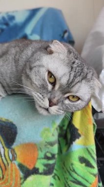Dikey yakın plan büyük sarı gözlü şirin gri bir İskoç kedisini gösteriyor. Safkan kedi uzanıyor ve uykulu görünüyor yumuşak, renkli bir battaniyede dinlenirken..