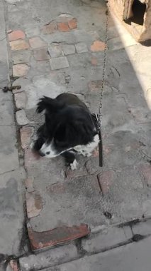 Eski bir tuğla verandada oturan heterokromisi olan zincire vurulmuş siyah beyaz bir köpeğin yüksek açılı görüntüsü. Bir mavi ve bir kahverengi gözlü köpek kuyruğunu sallamadan önce merakla yukarı bakar..