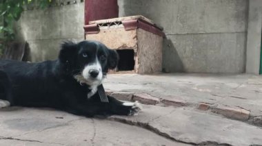 Beton bir avluda dinlenen, kameraya dikkatle bakan siyah beyaz evcil bir köpeğin yakın çekimi. Hayvan, basit ahşap kulübesinin yanında yatıyor..