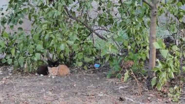 Üç küçük sokak kedisinden oluşan bir grup, bir siyah ve iki kızıl, bir çalılığın yeşil yaprakları altında ihtiyatlı bir şekilde oturup etrafa bakınıyorlar..
