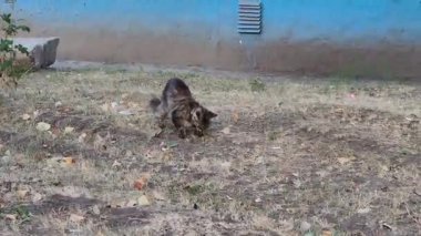 Uzun tüylü bir tekir kedi yerde bulduğu bir şeyi yer ve yer üstünde kuru otlar içinde yer. Arka planda mavi ve bej renkli bir bina duvarı var..