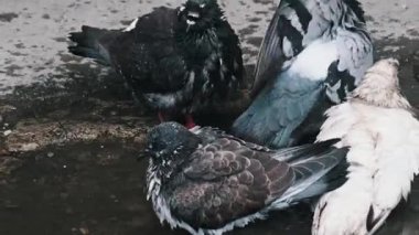 Sokakta kirli bir su birikintisinde banyo yapan ıslak tüylü birkaç şehir güvercini. Kuşlar su sıçratır, su sıçratır ve sonra uçar gider. Şehirdeki doğal hayvan davranışlarını gösterirler..