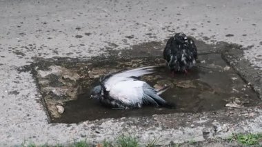 İki yabani güvercin kırık kaldırımda bir su birikintisinde serinliyor. Bir kuş coşkuyla su sıçratır, başını suya daldırır ve tüylerini temizlemek için kanatlarını çırparken, yoldaşı sakince durur..