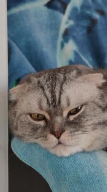 Mavi bir battaniyenin üzerinde dinlenen sevimli gri İskoç kedisinin dikey yakın çekimi. Uykulu kedi kameraya doğrudan bakarken büyük sarı gözlerini yavaşça kırpıyor. Evcil hayvan portresi.