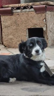 Açık havada heterokromiye yakalanmış, sakin, siyah beyaz bir köpeğe yakın çekim. Bir mavi ve bir kahverengi gözlü evcil hayvan, ahşap kulübenin yanında dinleniyor ve kameraya bakıyor..