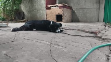 Bir mavi ve bir kahverengi gözlü sakin siyah ve beyaz bir köpek arka bahçesindeki kulübesinin yanındaki çatlamış beton bir verandada dinleniyor. Hayvan merakla kameraya bakıyor..