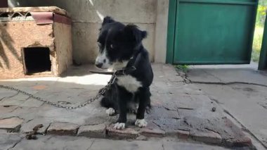 Eşsiz bir heterokromisi olan evcil bir bekçi köpeği kırsal bir bahçede zincirlenmiş, parlak bir günde basit ahşap köpek kulübesinin yanındaki kameraya dikkatle bakıyor..