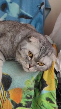 Sakin gri bir tekir kedisi bu dikey videoda yumuşak bir battaniyenin üzerinde duruyor. Safkan kedinin büyük, uykulu sarı gözleri ve rahat bir ev ortamında huzurlu bir davranışı vardır..