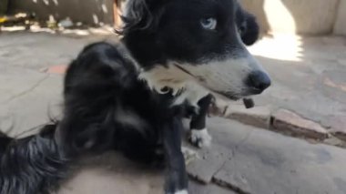 Kameraya farklı renklerde bakan meraklı siyah beyaz bir köpeğin yüksek açılı yakın çekimi. Evcil hayvan tasmalı, çatlamış beton zeminde oturuyor..