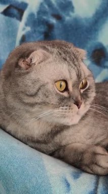 Yakın çekim dikey video, sevimli gri bir İskoç kedisinin yan profilini gösteriyor. Safkan kedi kendine özgü katlanmış kulakları ve sarı gözleri yumuşak mavi bir battaniyenin üzerinde dinleniyor..