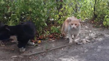 Zencefilli kedi arka planda dikilirken siyah ve beyaz bir kedi oturur ve etrafa bakar. Bölgesel bir çatışmadan sonra iki sokak kedisi çalılıkların yanındaki yolda tetikte bekliyor..