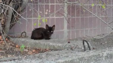 Küçük, evsiz siyah bir kedi yavrusu ıssız bir şehir ortamında soğuk beton bir çıkıntıda tek başına oturuyor. Yalnız başıboş, üzgün gözlerle doğrudan kameraya bakıyor, kırılganlığını vurguluyor..