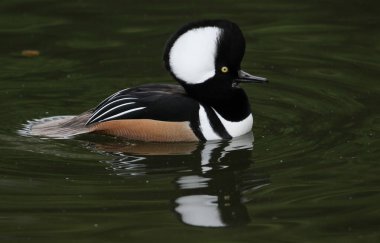 Erkek bir Kapüşonlu Merganser, Lophodytes guguk kuşu, Slimbridge sulak arazisindeki bir gölde yüzüyor..