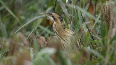 Nadir bir Bittern, Botaurus yıldızları, bir gölün kenarındaki sazlıklarda duruyor..