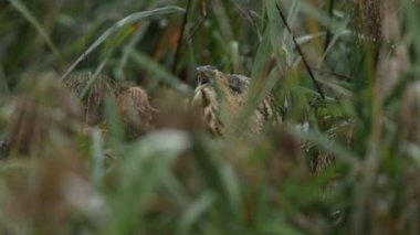 Nadir bir av Bittern 'i, Botaurus yıldızları, gölün kenarındaki bir sazlıkta yiyecek arıyorlar..