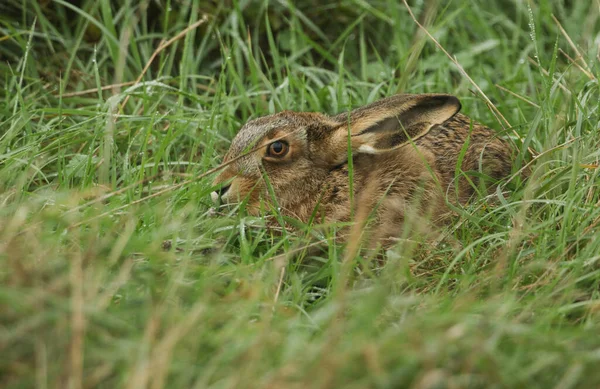 Stunning Brown Hare Lepus Europaeus Hiding Long Grass — Stock Photo, Image