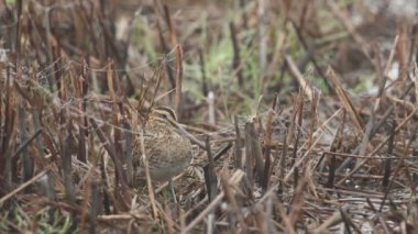 Bir Snipe, Gallinago gallinago, Güz 'de bir gölün kenarında Sazlıklar arasında duruyor..