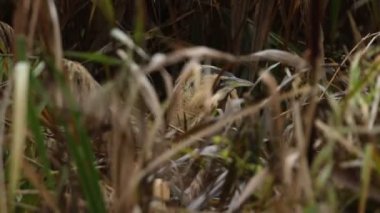 Nadir bir av Bittern 'i, Botaurus yıldızları, gölün kenarındaki bir sazlıkta yiyecek arıyorlar..