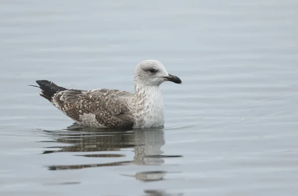 Küçük siyah sırtlı bir martı, Larus fuscus, soğuk bir kış gününde gölde yüzüyor..