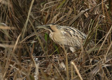 Nadir bir av Bittern 'i, Botaurus yıldızları, gölün kenarındaki bir sazlıkta yiyecek arıyorlar..