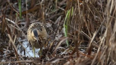 Nadir bir av Bittern 'i, Botaurus yıldızları, gölün kenarındaki bir sazlıkta yiyecek arıyorlar..