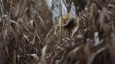 Nadir bir Bittern, Botaurus yıldızları, bir gölün kenarındaki sazlıklarda duruyor..