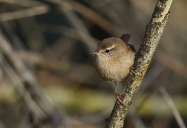 A Wren, Troglodytes troglodytes, perched on a branch of a tree.