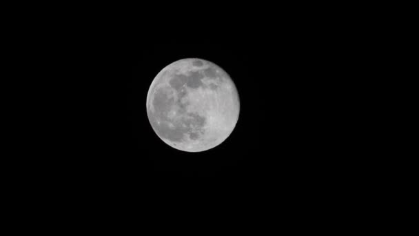 Чудовий Вольф Мун Перший Повний Місяць Січня 2023 Року Видимий — стокове відео