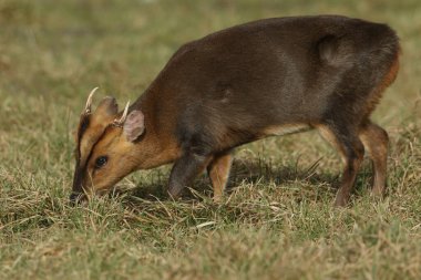 Vahşi bir geyik Muntjac geyiği, Muntiacus reevesi, İngiltere 'de bir tarlanın kenarında besleniyor..