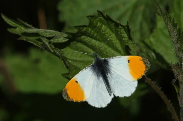 Papillon Orange Mâle Anthocharis Cardamines Perché Sur Une Feuille Ortie — Photo