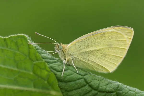 Una Pequeña Mariposa Blanca Pieris Rapae Descansando Sobre Una Hoja — Foto de Stock
