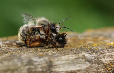 Bir çift çiftleşen Red Mason Arısı, Osmia bicornis, ilkbaharda bir çit direğinde.