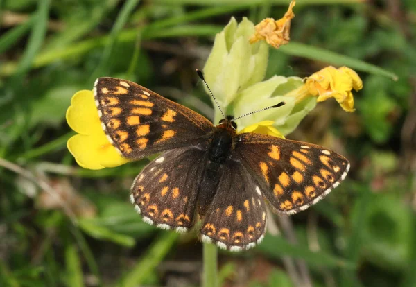 Rare Duke Burgundy Butterfly Hamearis Lucina Perched Cowslip Flower Primula — Stock Photo, Image