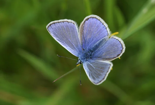Una Mariposa Azul Común Recién Emergida Polyommatus Icarus Encaramada Una — Foto de Stock