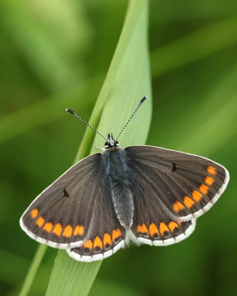 Sebuah Baru Muncul Brown Argus Butterfly Aricia Agestis Bertengger Atas — Stok Foto