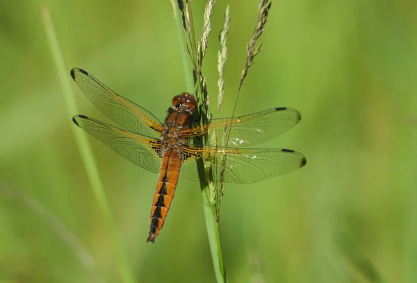 Impressionante Scarce Chaser Dragonfly Libellula Fulva Poleiro Grama — Fotografia de Stock