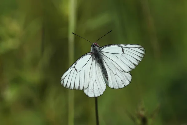 Μια Σπάνια Ασπρόμαυρη Πεταλούδα Aporia Crataegi Νεκρώνοντας Ένα Αγριολούλουδο — Φωτογραφία Αρχείου