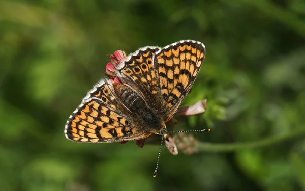 Vzácný Motýl Glanville Fritillary Butterfly Melitaea Cinxia Nektar Divokém Květu — Stock fotografie
